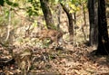 Cheetal deer in the forest of Jim Corbett Royalty Free Stock Photo
