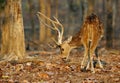 Cheetal deer in Pench National Park