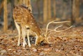 Cheetal deer in Pench National Park