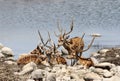 Cheetal deers near a water hole in Jim Corbett