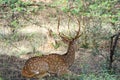 The cheetal, spotted deer resting under the shadow in the forest of Ranthambhore