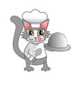 Chef cat Royalty Free Stock Photo
