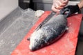 Closeup whole fresh salmon fish preparing fillet with knife on red cutting board in professional kitchen of restaurant. Concept Royalty Free Stock Photo