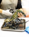 Chef cooking seafood, Hand cutting raw black tiger prawn Royalty Free Stock Photo