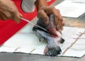 Chef cutting fish, Chef slices fish fresh on Board in the kitchen Royalty Free Stock Photo