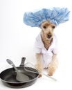 Chef Dog with Pan Royalty Free Stock Photo