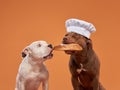 Chef dog sharing bread with a friend, a playful studio snapshot