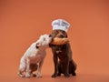 Chef dog sharing bread with a friend, a playful studio snapshot