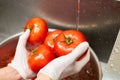 Chef hands holding wet tomatoes above sink. Royalty Free Stock Photo