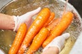 Chef hands washing heap of carrots under running water. Royalty Free Stock Photo