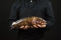 Chef holding a big fish in his hands on black background