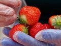 Chef holding and preparing strawberries Royalty Free Stock Photo