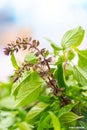 chef prepare fresh basil leaves for cooking Thai food.asian vegetable basil leaf.closeup basil leaf for cook.green fresh basil