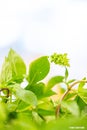 chef prepare fresh basil leaves for cooking Thai food.asian vegetable basil leaf.closeup basil leaf for cook.green fresh basil