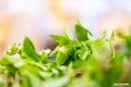 chef prepare fresh basil leaves for cooking Thai food.asian vegetable basil leaf.closeup basil leaf for cook.green fresh basil