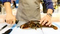 Cooking Lobster, chef cutting lobster, Hands of a chef cutting a fresh lobster