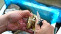 A chef is prying open the shells of oysters, opening the oysters