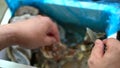 A chef is prying open the shells of oysters, opening the oysters