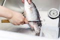 Chef at work,  chef filleting fish at the kitchen, Chef in restaurant kitchen filleting fish Royalty Free Stock Photo