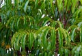 Ã¦Â¾Â³Ã¦Â´Â²Ã©Â¸Â­Ã§ËÂªÃ¦ÅÂ¨Ã¯Â¼ÅAustralian Umbrella TreeÃ¯Â¼ÅQueensland Umbrella Tree Royalty Free Stock Photo