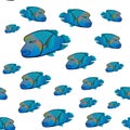 Cheilinus undulatus pattern. Napoleon fish. Humphead wrasse Royalty Free Stock Photo