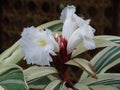 Cheilocostus speciosus. Crepe Ginger Royalty Free Stock Photo