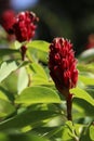 Cheilocostus speciosus, or crepe ginger flower Royalty Free Stock Photo