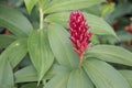 Cheilocostus speciosus flower in the garden. Royalty Free Stock Photo