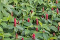 Cheilocostus speciosus flower in the garden. Royalty Free Stock Photo