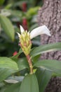 Cheilocostus speciosus flower in the garden. Royalty Free Stock Photo