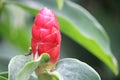 Cheilocostus speciosus flowers bloom in a scenic hillside garden Royalty Free Stock Photo