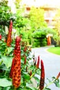 Crape ginger red flower blooming in the garden Royalty Free Stock Photo