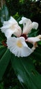 Cheilocostus speciosus is a medicinal plant belonging to the inventive tribe