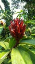 Cheilocostus speciosus is a medicinal plant belonging to the inventive tribe