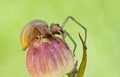 Cheiracanthium punctorium spider in nature close up Royalty Free Stock Photo