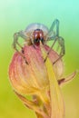 Cheiracanthium punctorium spider in nature Royalty Free Stock Photo