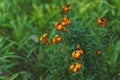 CHEIRANTHUS CHEIRI OR YELLOW ALHELI plant