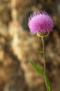 Cheirolophus sempervirens thistle blooming flower