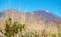 Cheirolophus teydis Teide