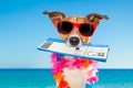 Chek in boarding pass summer dog Royalty Free Stock Photo