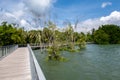 Chek Jawa Broadwalk Jetty, wooden platform in mangrove forest wetlands overlooking sea on Pulau Ubin Island, Singapore Royalty Free Stock Photo