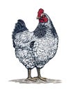 Chicken in the colors of the Sussex breed