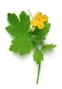 Chelidonium (greater celandine) flower and leaf Royalty Free Stock Photo