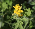 Chelidonium majus, commonly known as greater celandine or tetterwort, nipplewort, or swallow wort, is a herbaceous