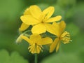 Chelidonium majus (greater celandine)