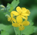 Chelidonium majus (greater celandine)