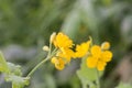 Chelidonium majus, greater celandine, nipplewort, swallowwort, Royalty Free Stock Photo