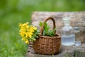 Chelidonium majus, greater celandine, nipplewort, swallowwort or tetterwort yellow flowers in a wicker basket from the vine. Royalty Free Stock Photo