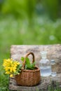 Chelidonium majus, greater celandine, nipplewort, swallowwort or tetterwort yellow flowers in a wicker basket from the vine. Royalty Free Stock Photo