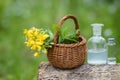 Chelidonium majus, greater celandine, nipplewort, swallowwort or tetterwort yellow flowers in a wicker basket from the vine. Royalty Free Stock Photo